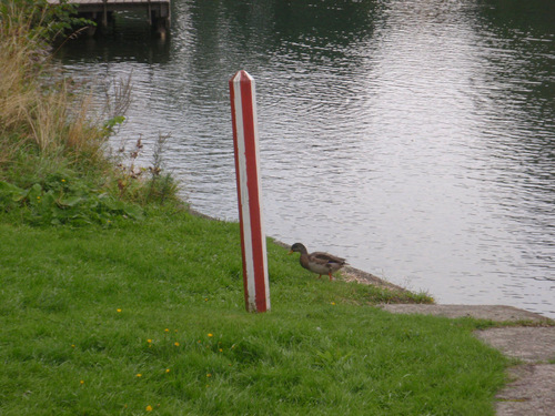 A roaming Duck.